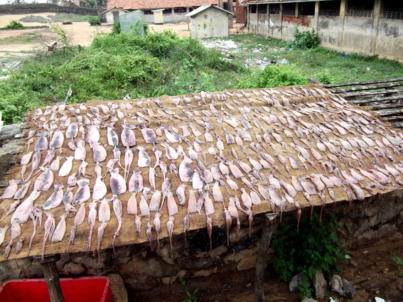 01_negombo_sri_lanka Tintenfische zum Trocknen ausgelegt