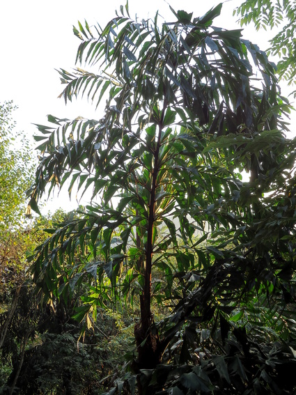 02_gonagaldeniya_sri_lanka