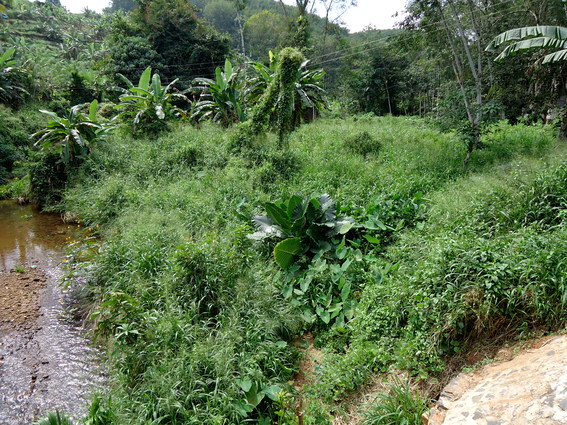 02_gonagaldeniya_sri_lanka