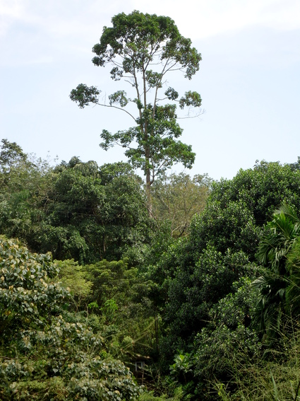 02_gonagaldeniya_sri_lanka