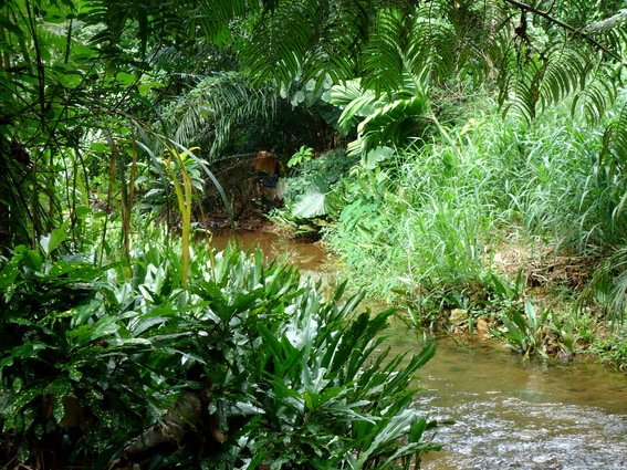 02_gonagaldeniya_sri_lanka