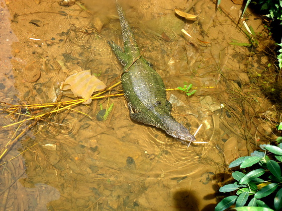 02_gonagaldeniya_sri_lanka