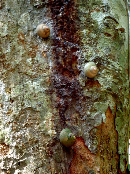 02_gonagaldeniya_sri_lanka