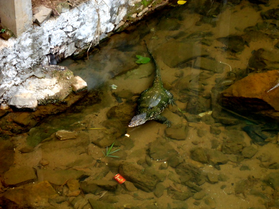 02_gonagaldeniya_sri_lanka