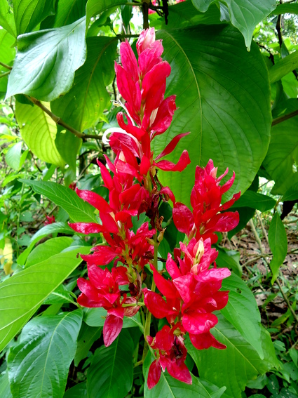 02_gonagaldeniya_sri_lanka