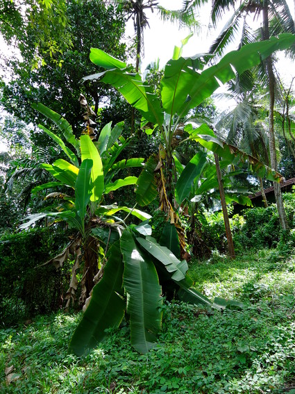 02_gonagaldeniya_sri_lanka