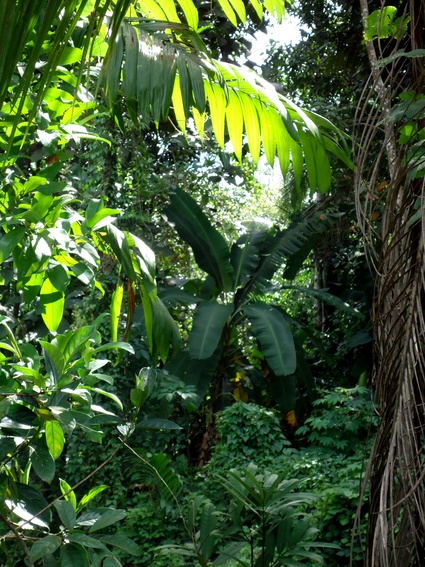 02_gonagaldeniya_sri_lanka