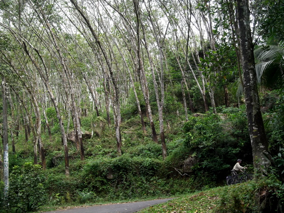 02_gonagaldeniya_sri_lanka