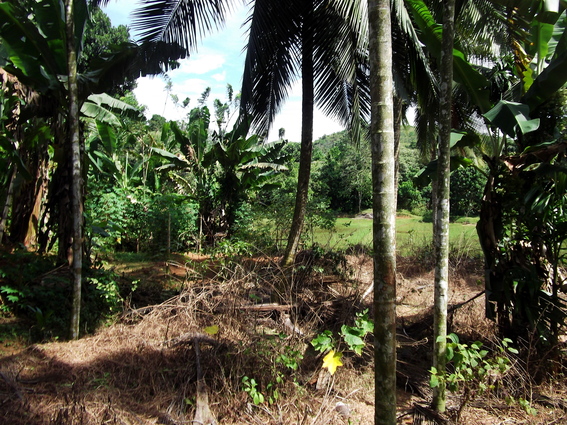 02_gonagaldeniya_sri_lanka