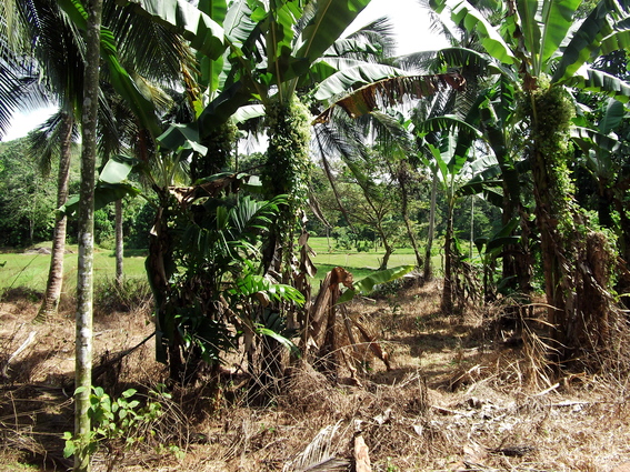 02_gonagaldeniya_sri_lanka