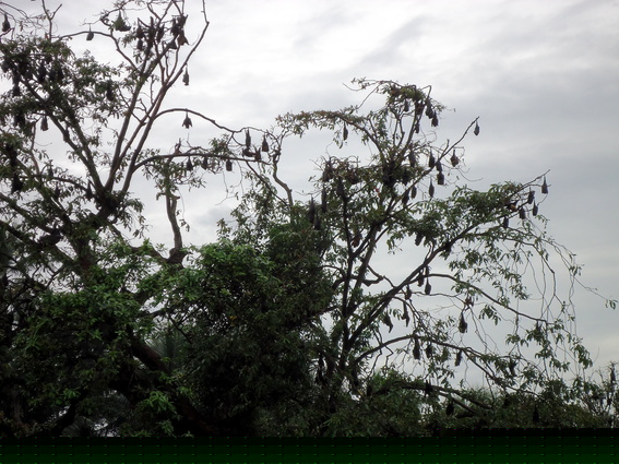 03_nach_Kandy_sri_lanka