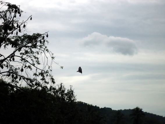 03_nach_Kandy_sri_lanka