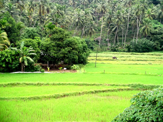 03_nach_Kandy_sri_lanka