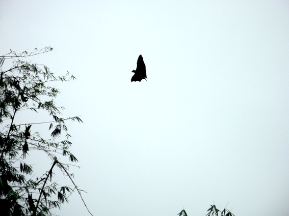 03_nach_Kandy_sri_lanka