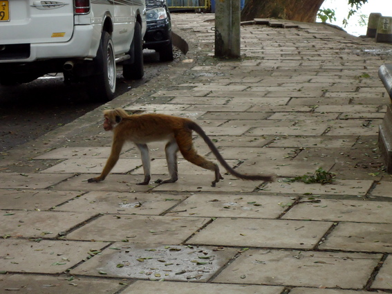 03_nach_Kandy_sri_lanka