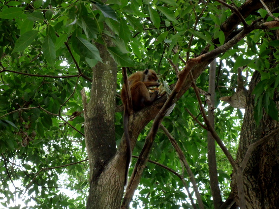 03_nach_Kandy_sri_lanka