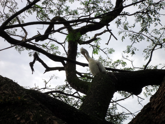 03_nach_Kandy_sri_lanka