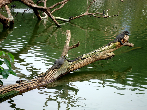 03_nach_Kandy_sri_lanka