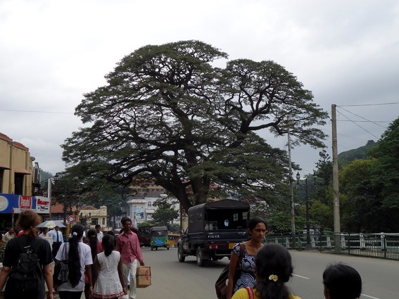 03_nach_Kandy_sri_lanka