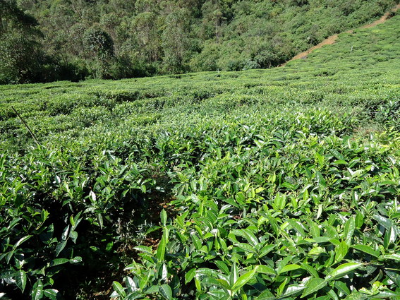 05_hochland_sri_lanka