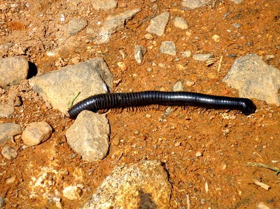 05_hochland_sri_lanka