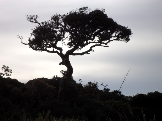 05_hochland_sri_lanka