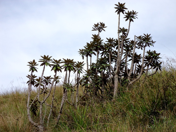 05_hochland_sri_lanka