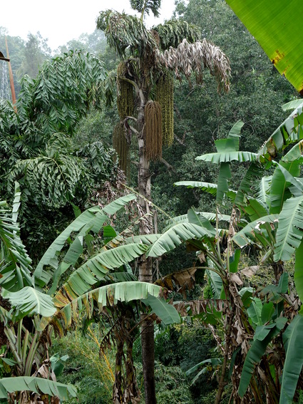 05_hochland_sri_lanka
      