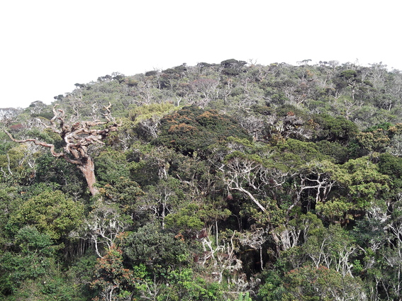 05_hochland_sri_lanka
      