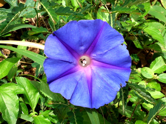 05_hochland_sri_lanka
      