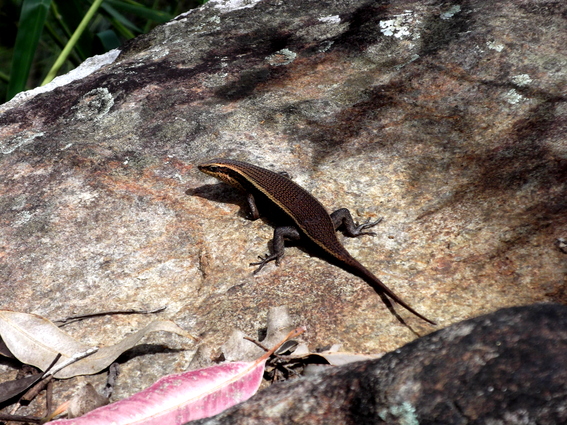 05_hochland_sri_lanka