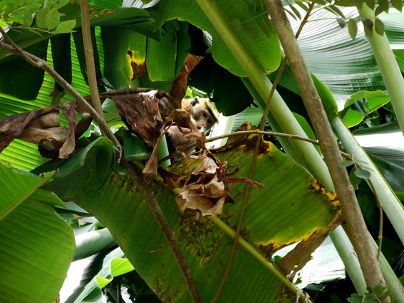 05_hochland_sri_lanka