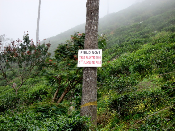 05_hochland_sri_lanka