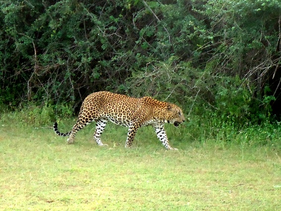 08_yala_sri_lanka