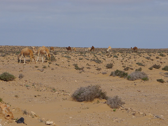 05_westsahara
      