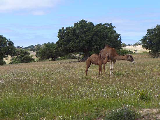 07_Rueckweg nach Safi
