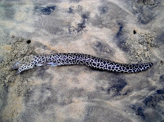 01_negombo_sri_lanka Muräne am Strand angespült
      