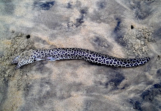 01_negombo_sri_lanka Muräne am Strand angespült