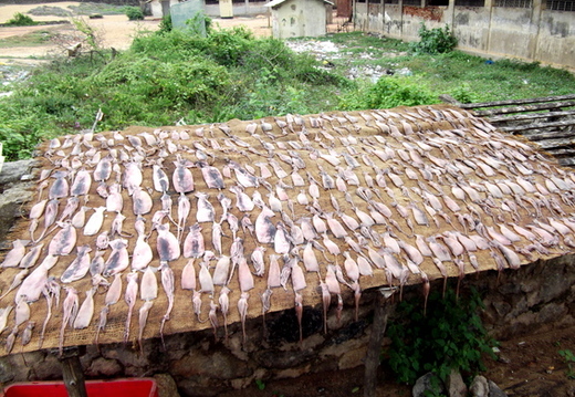 01_negombo_sri_lanka Tintenfische zum Trocknen ausgelegt