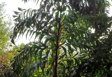 02_gonagaldeniya_sri_lanka