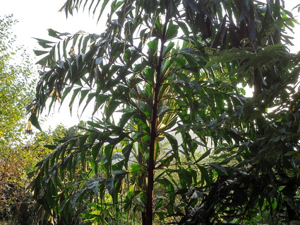 02_gonagaldeniya_sri_lanka