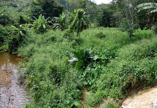 02_gonagaldeniya_sri_lanka