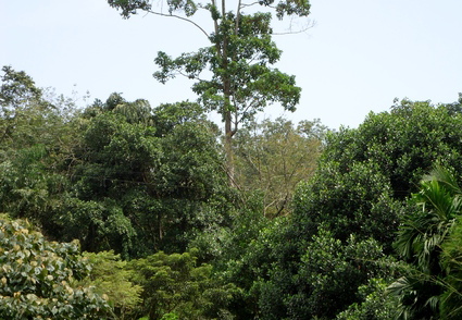 02_gonagaldeniya_sri_lanka