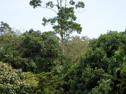 02_gonagaldeniya_sri_lanka