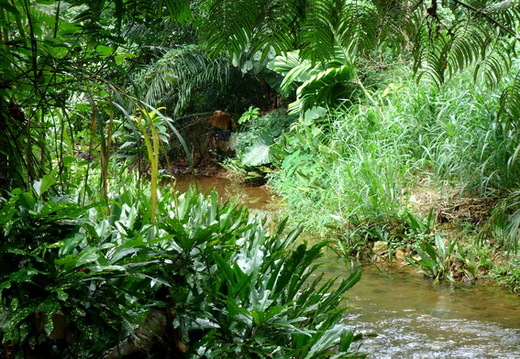 02_gonagaldeniya_sri_lanka