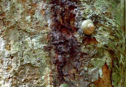 02_gonagaldeniya_sri_lanka