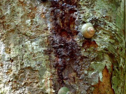 02_gonagaldeniya_sri_lanka