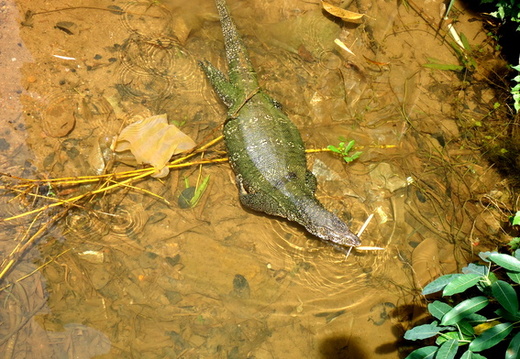 02_gonagaldeniya_sri_lanka