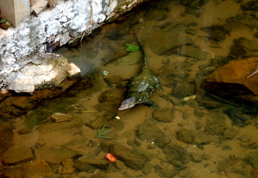 02_gonagaldeniya_sri_lanka