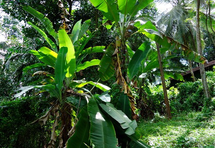 02_gonagaldeniya_sri_lanka